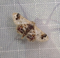 Idaea asceta
