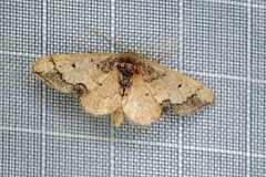 Idaea kendallaria