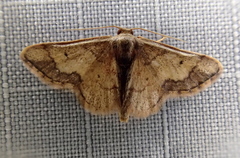 Idaea kendallaria