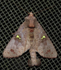 Notoplusia flavodiscata