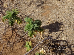 Melianthus