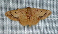Idaea kendallaria