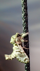 Inguromorpha arcifera