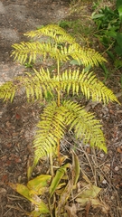 Cibotium glaucum