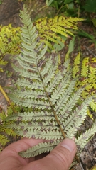Cibotium glaucum
