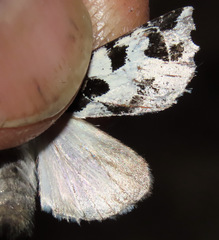 Dargida albomarginata