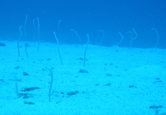 Gorgasia hawaiiensis