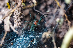 Aglaoctenus castaneus