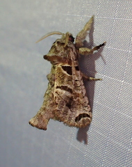 Inguromorpha arcifera