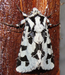 Dargida albomarginata