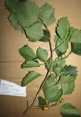 Crataegus coccinea