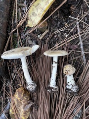 Amanita russuloides