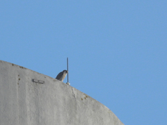 Falco peregrinus brookei