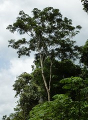 Pentaclethra macrophylla