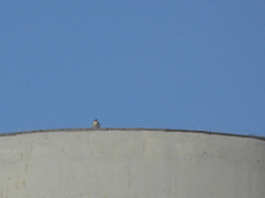 Falco peregrinus brookei