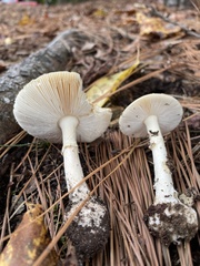 Amanita russuloides