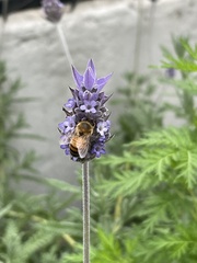 Apis mellifera