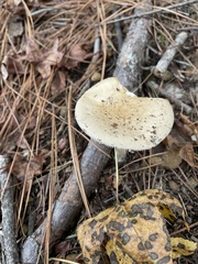 Amanita russuloides
