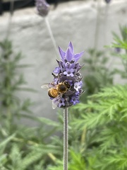 Apis mellifera