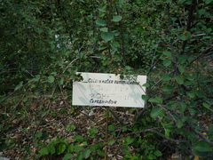 Cotoneaster nummularius