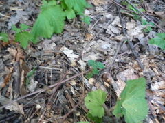 Cotoneaster nummularius