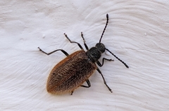 Lagria grenieri