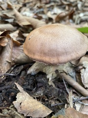 Polyporus radicatus