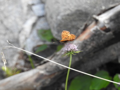 Boloria titania