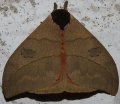 Automeris liberia