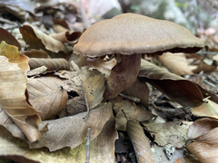 Polyporus radicatus