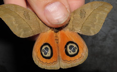 Automeris liberia