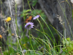 Boloria titania