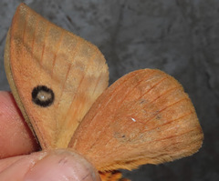 Automeris liberia