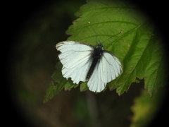 Pieris bryoniae