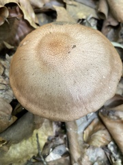 Polyporus radicatus