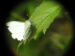Pieris bryoniae