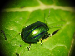 Oreina cacaliae
