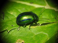 Oreina cacaliae