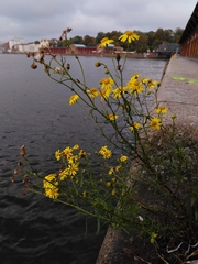 Senecio inaequidens