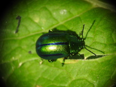 Oreina cacaliae