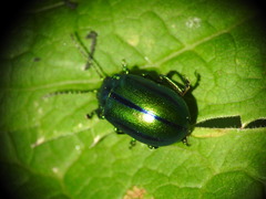 Oreina cacaliae