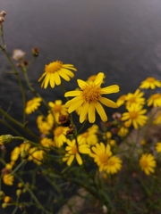 Senecio inaequidens
