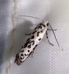 Ethmia bittenella
