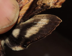 Xylophanes ceratomioides