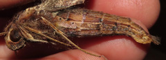 Xylophanes ceratomioides