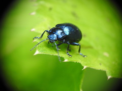 Oreina cacaliae