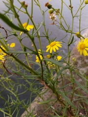 Senecio inaequidens