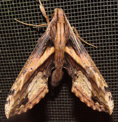 Xylophanes ceratomioides