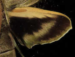 Xylophanes cosmius