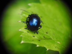 Oreina cacaliae